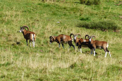 Mouflons