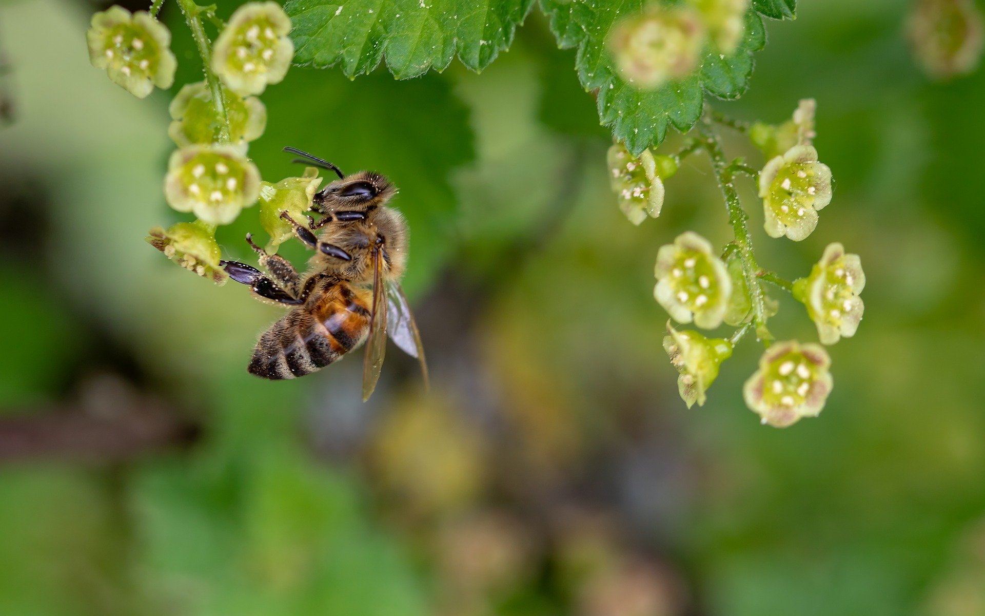 Bee-3360682 1920