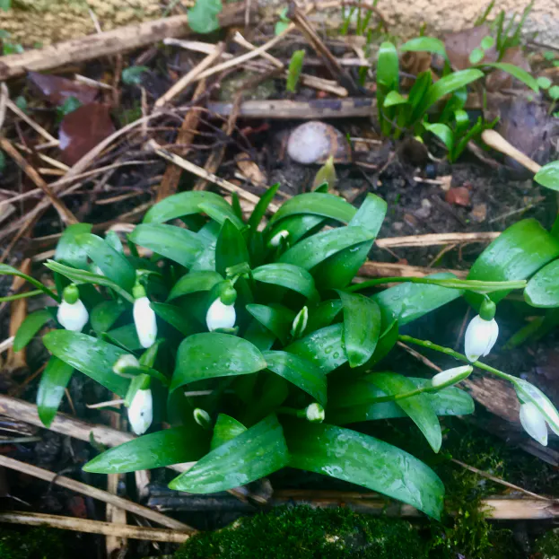 Petite Musique de Janvier