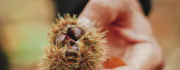 Comment cuire des châtaignes à l'eau ?