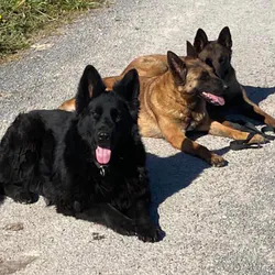 **L'Indispensable Chien Régulateur dans la Classe Chiots : Maya, Notre Héroïne à Quatre Pattes**