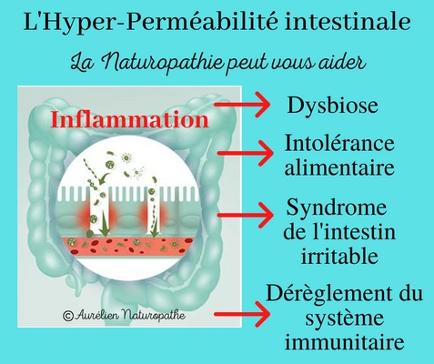 Permeabilite-intestinale