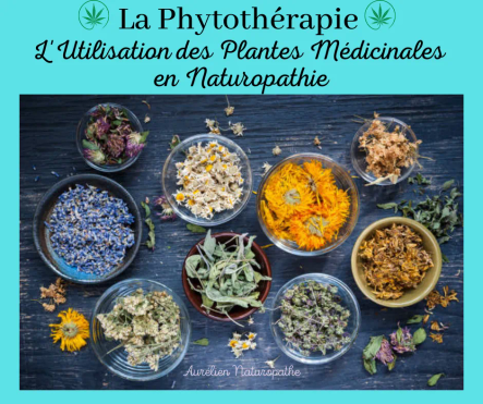 La-phytotherapie-en-Naturopathie