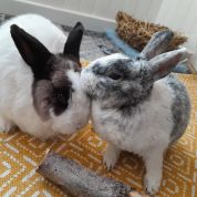 garde rongeur angers
petsitter lapins 
pet-sitter nacs
angers
49