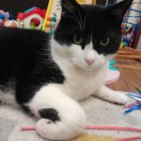 visite pour chat angers
petsitter angers
garde chat angers 
garde chat a domicile
catsitter
