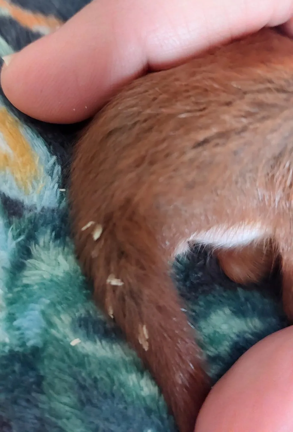 Arrivée du Printemps 2