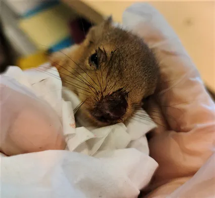 Arrivée du printemps 1