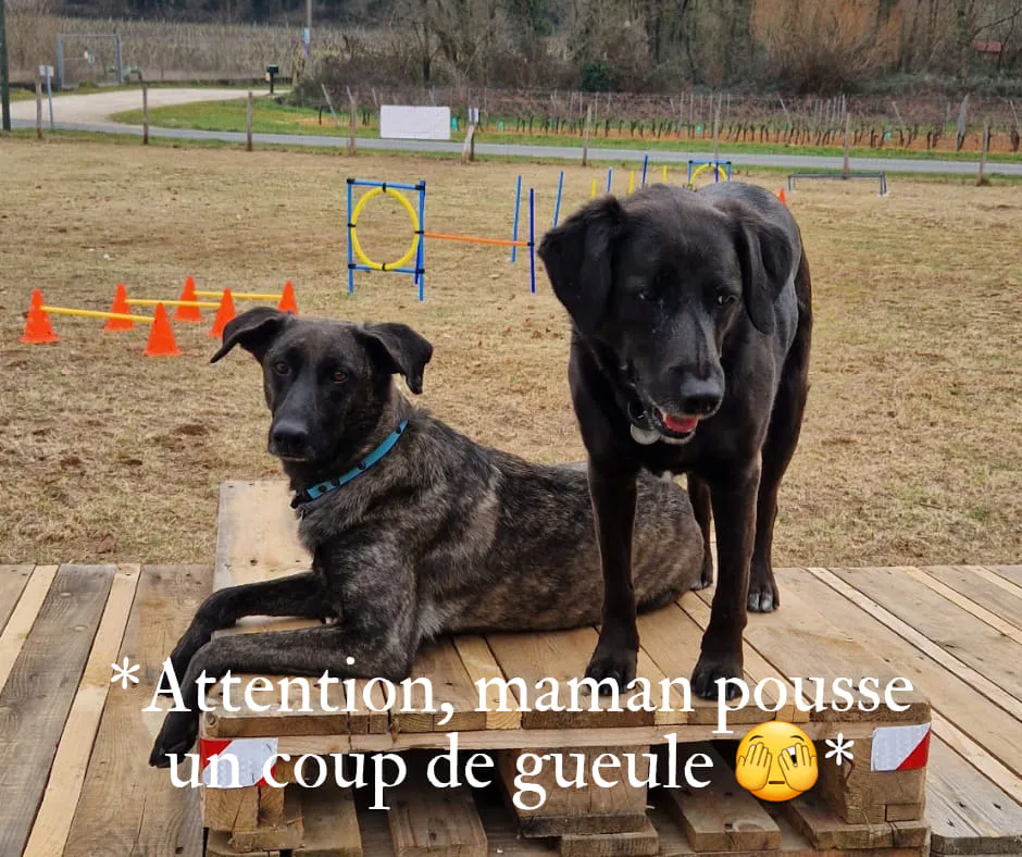 L'éducateur canin magicien ?