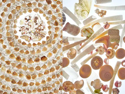 Coquillages duo plage