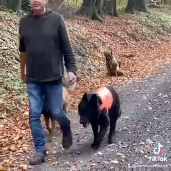 Découvrez une méthode novatrice d'éducation canine respectueuse du chien