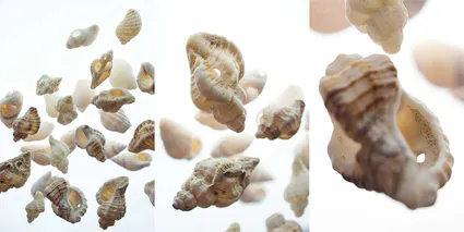 Coquillages flottants trio