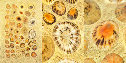 Coquillages collection trio