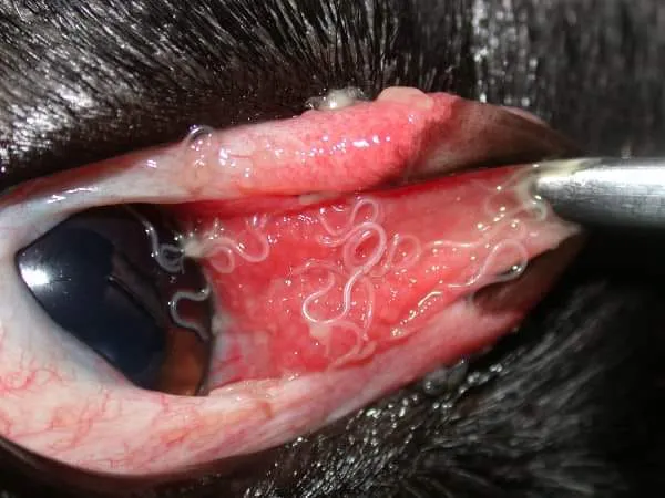 La Thélaziose oculaire !