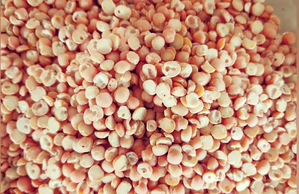 Dalh de pois corails