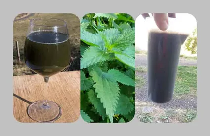 purin d'ortie concentré