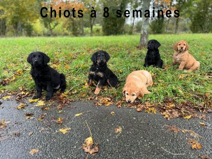 Chiot a 8 semaines