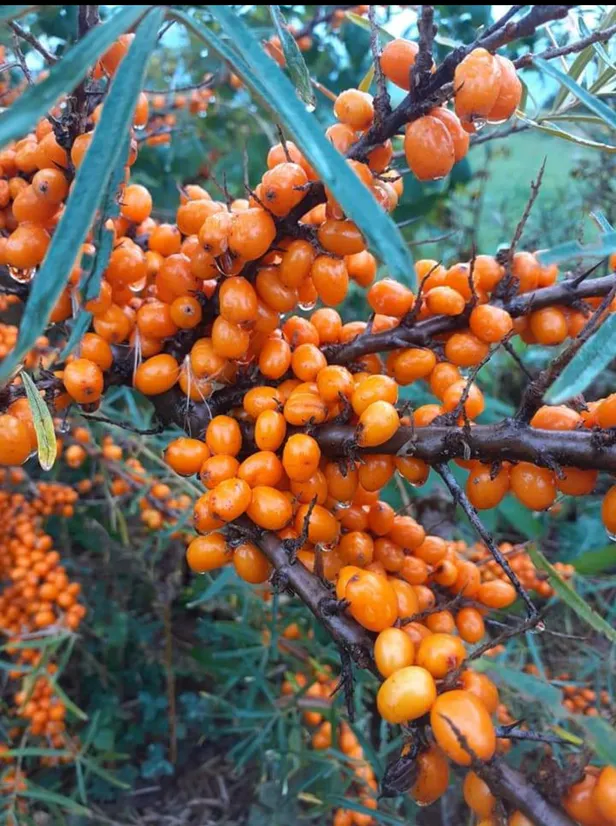 Screenshot 20231211 125215 facebook 1