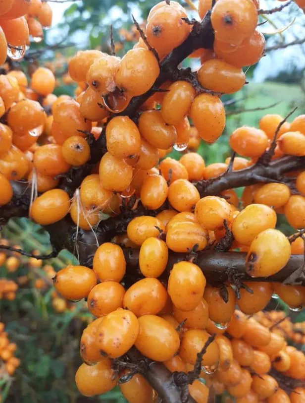 Screenshot 20231211 125220 facebook 1