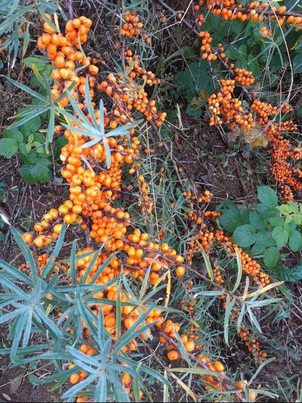 Screenshot 20231211 125226 facebook 1