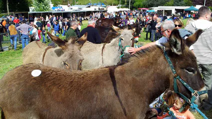 Fete des anes