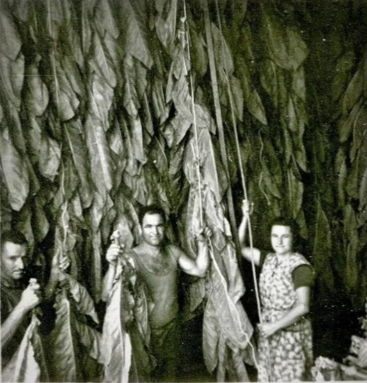 La culture du tabac à Bourgnac