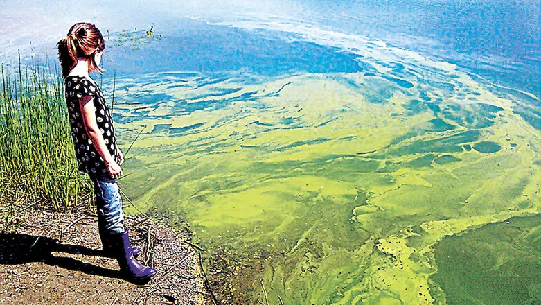 Cyanobactéries: Comment détecter la présence