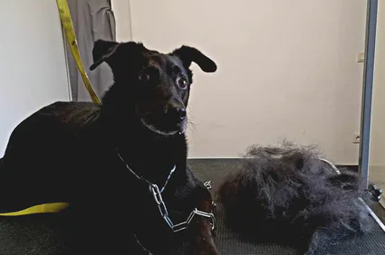 1er toilettage 16 octobre 2023 2