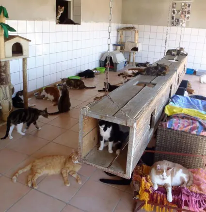 Les chatteries : un choix loin d'etre idéal