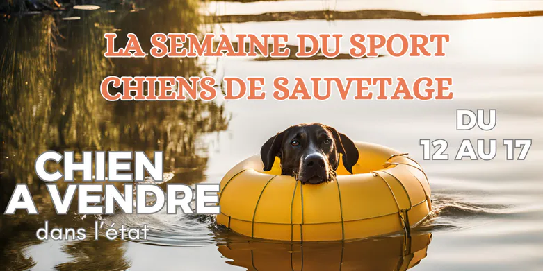 La semaine du chien de sauvetage du 12 au 17 novembre 2024