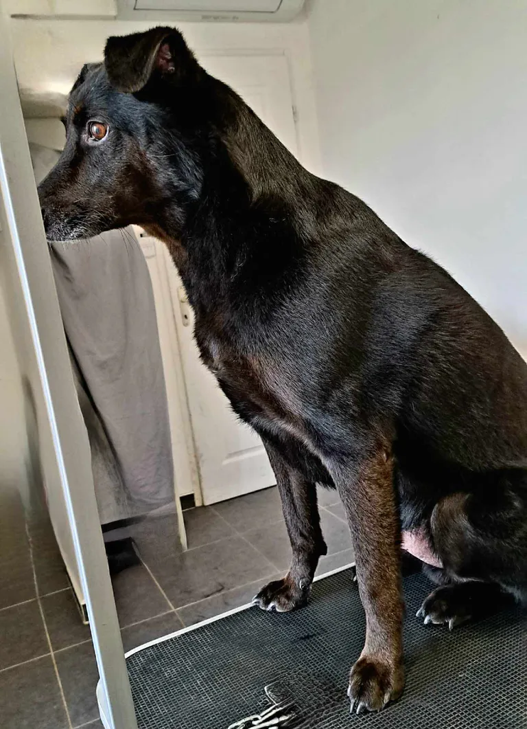 1er toilettage 16 octobre 2023 5