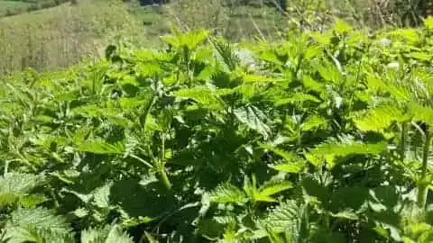 toutes les utilisations du purin d’ortie au jardin