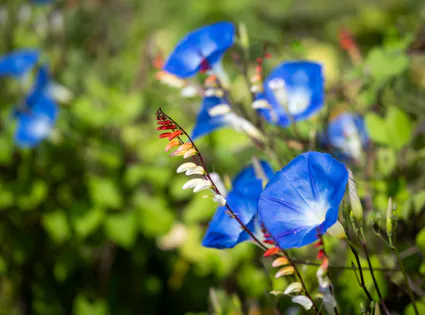 Fleurs 1144474