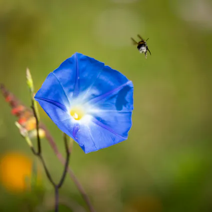 Fleurs 1144472