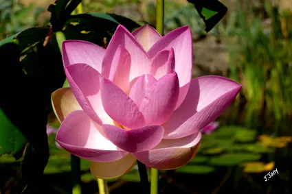 2024 08 09 lieurac jardin extraordinaire lotus 1 2