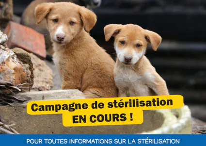 Campagne de stérilisation et d'identification des animaux par la CIREST à La Réunion