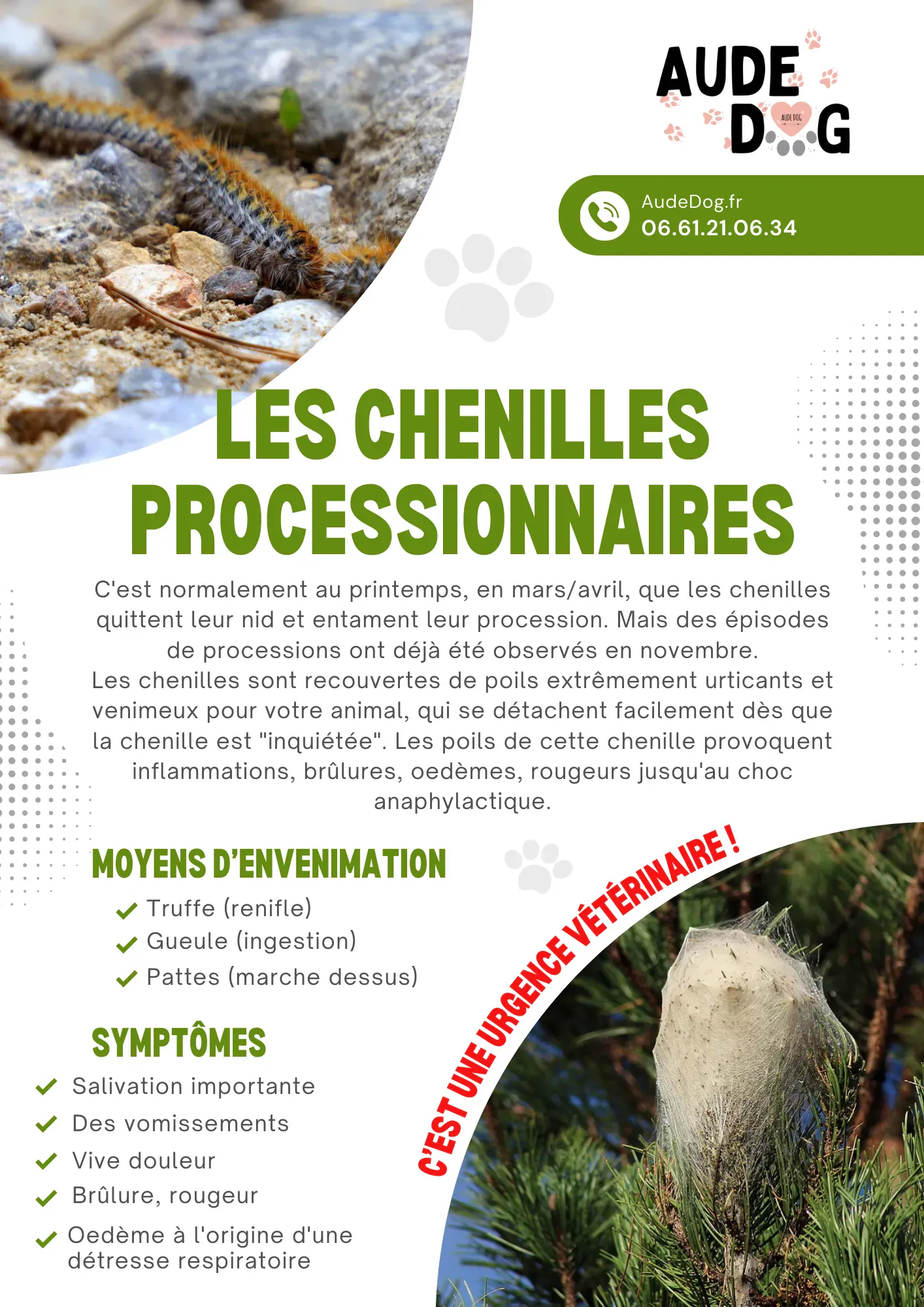 Les chenilles processionnaires