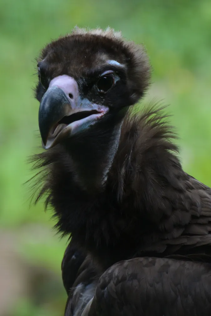 Vulture moine1