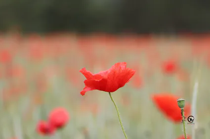 Cours qi gong et tai chi bourgoin maubec nivolas ruy villefontaine l isle d abeau ame artdumieuxetre adeline viviant 2025 03 2