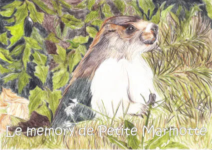 Petite marmotte