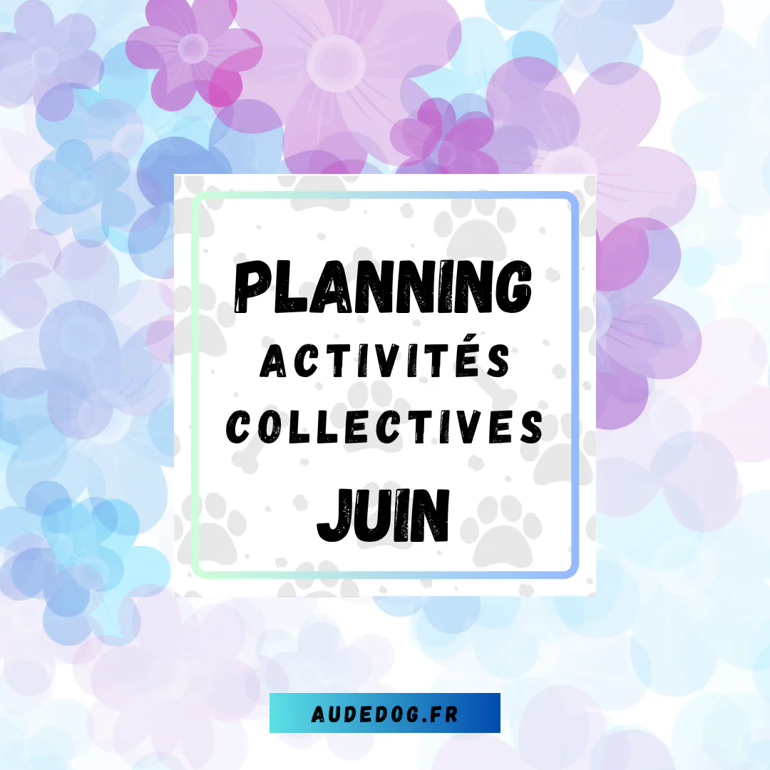 Planning des activités collectives de Juin