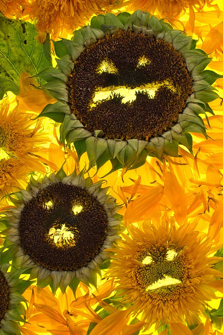 Hal tournesol chorale