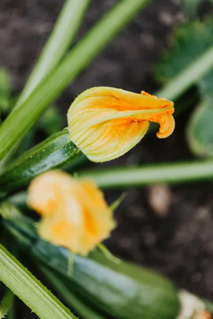 Tarte courgette et miel — légère, fondante et étonnamment délicieuse !