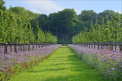 🌿 Plantes mellifères : quand le jardin devient un refuge pour les abeilles