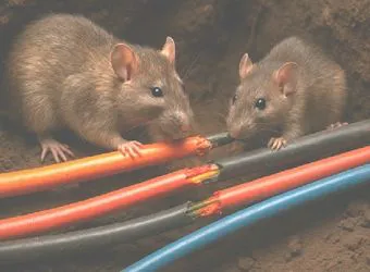 Le filet anti-rongeurs RATSTOP 500