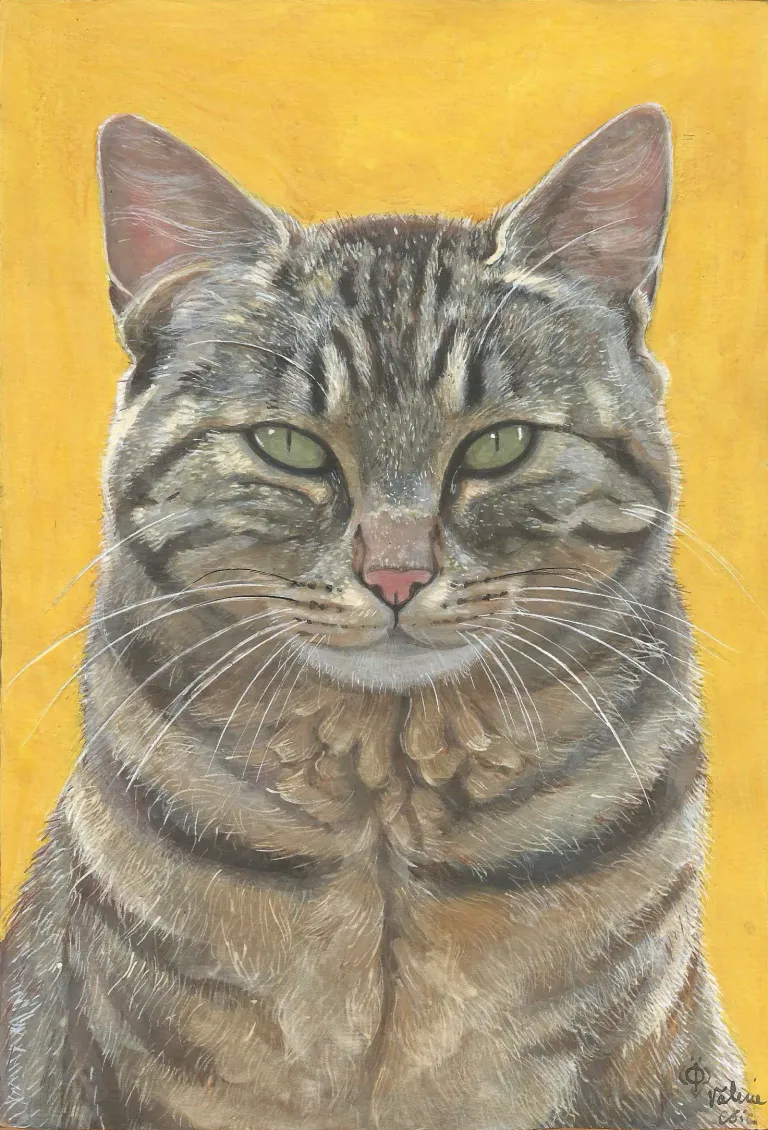 Chat minouche s cadr