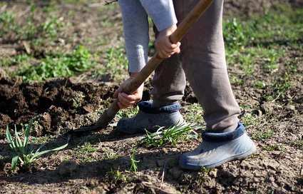 Repiquage de nos jeunes plants en pépinière