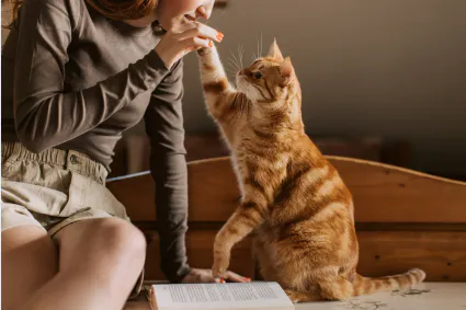 Pourquoi la visite à domicile est souvent meilleure qu’une chatterie pour les chats à La Réunion