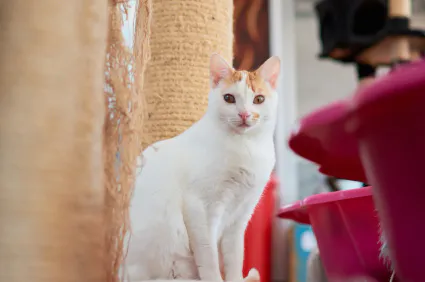 Les erreurs à éviter quand on choisit une pension pour son animal à La Réunion