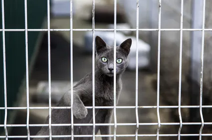 5 choses à savoir avant de mettre son chat en chatterie à La Réunion