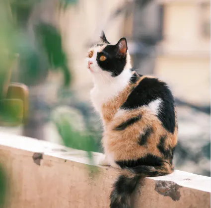 Prix d’une chatterie à La Réunion : quelle alternative plus économique pour votre chat ?